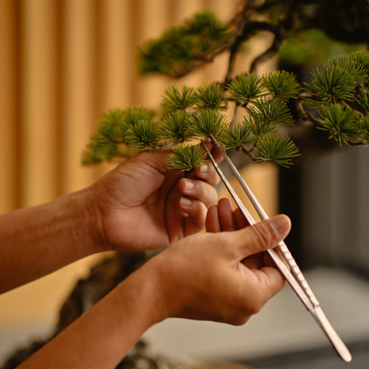 Hands carefully pruning a bonsai tree with tweezers, Aman Tokyo
