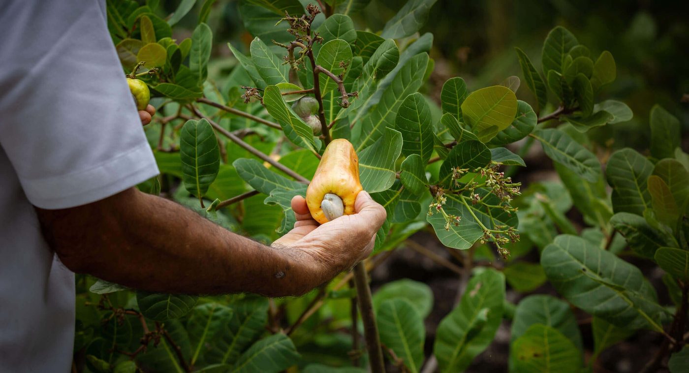 A hand holding a ripe cashew fruit on the tree, Prakriti Shakti, CGH Earth